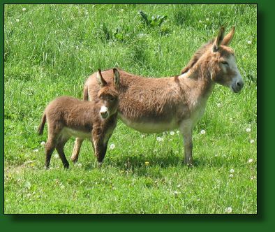 The Elms Spice is Nice